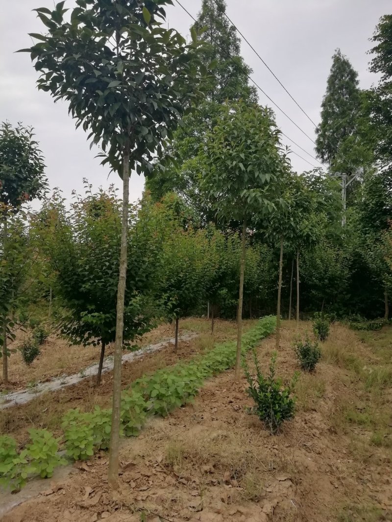 湖北孝感，大叶女贞一千棵，品质优良，价格优惠。