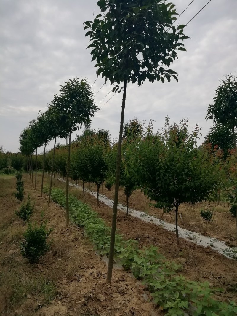湖北孝感，大叶女贞一千棵，品质优良，价格优惠。