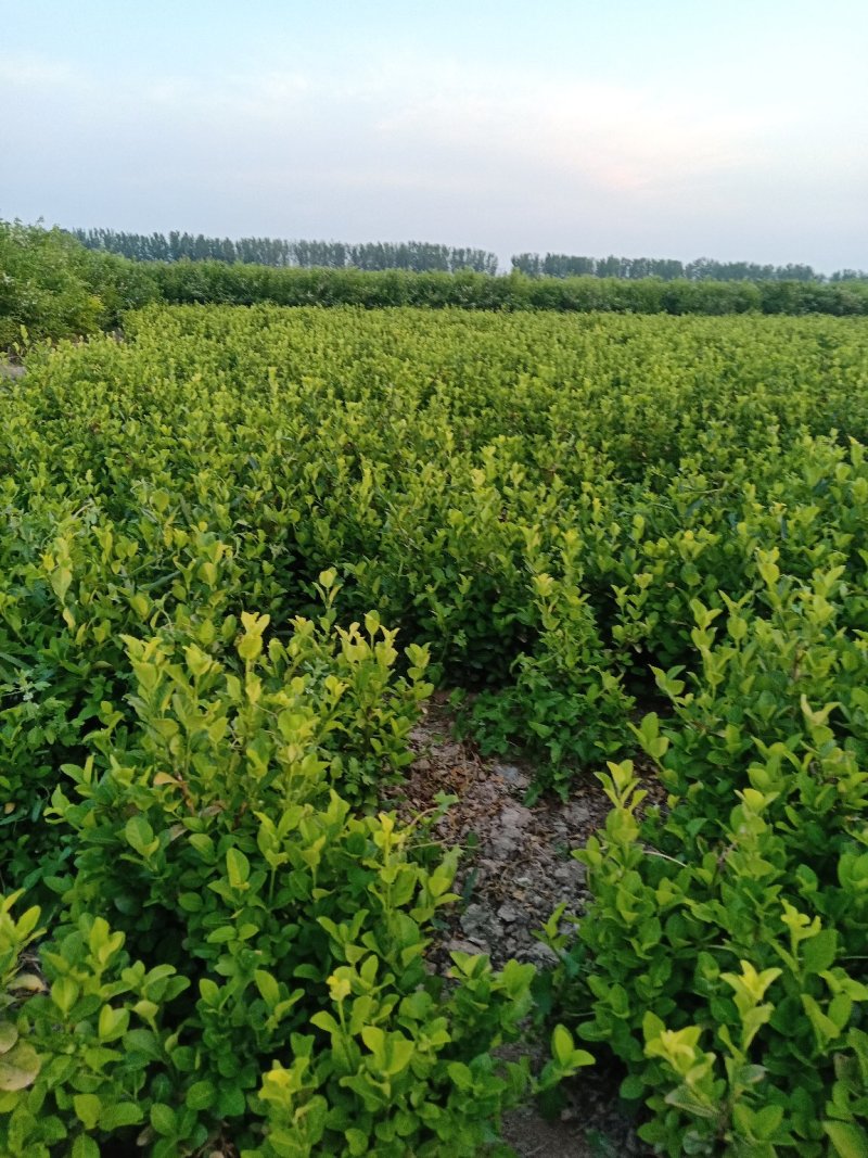 卫矛45-60公分冠幅，量大从优，欢迎新老客户咨询订
