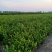 卫矛45-60公分冠幅，量大从优，欢迎新老客户咨询订