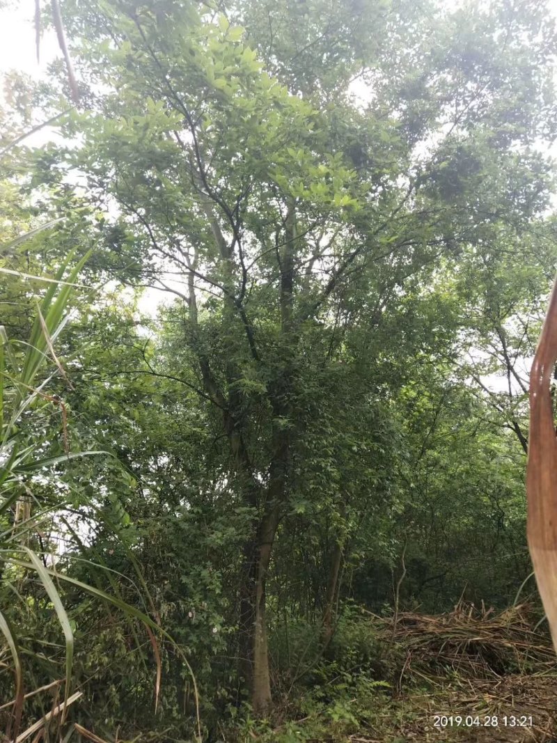 朴树精品货大量现货供应，欢迎有需要的新，老客户来实地考察