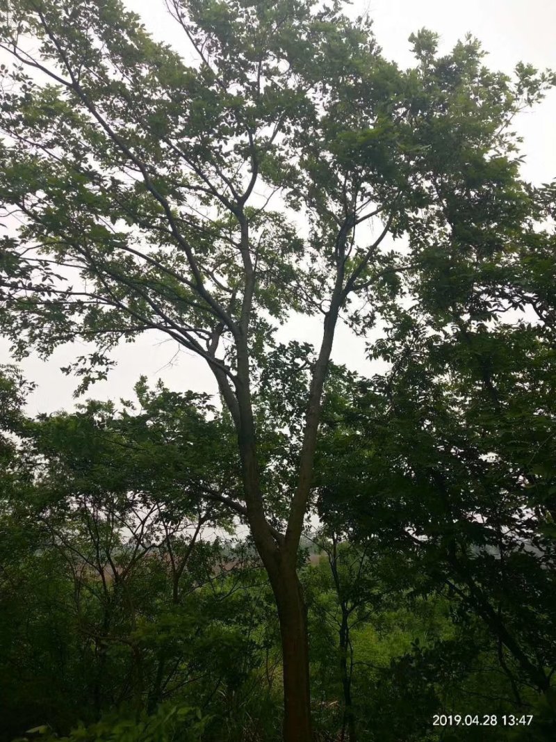 朴树精品货大量现货供应，欢迎有需要的新，老客户来实地考察