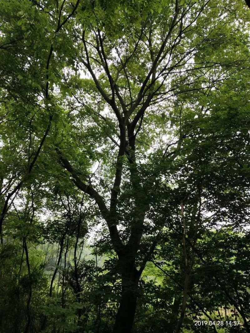 朴树精品货大量现货供应，欢迎有需要的新，老客户来实地考察