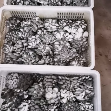 优质小黑平菇，量大从优