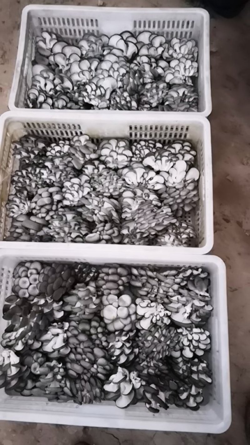 优质小黑平菇，量大从优