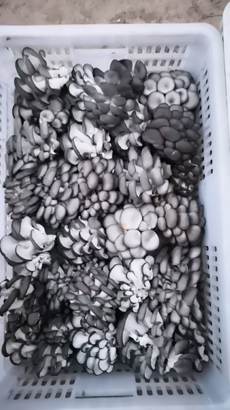 优质小黑平菇，量大从优