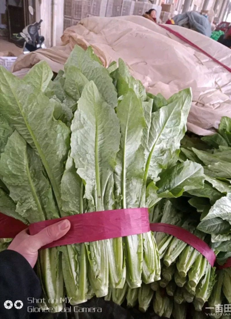 精品好油麦可提供超市，可以装框叶子绿，粗细跟。