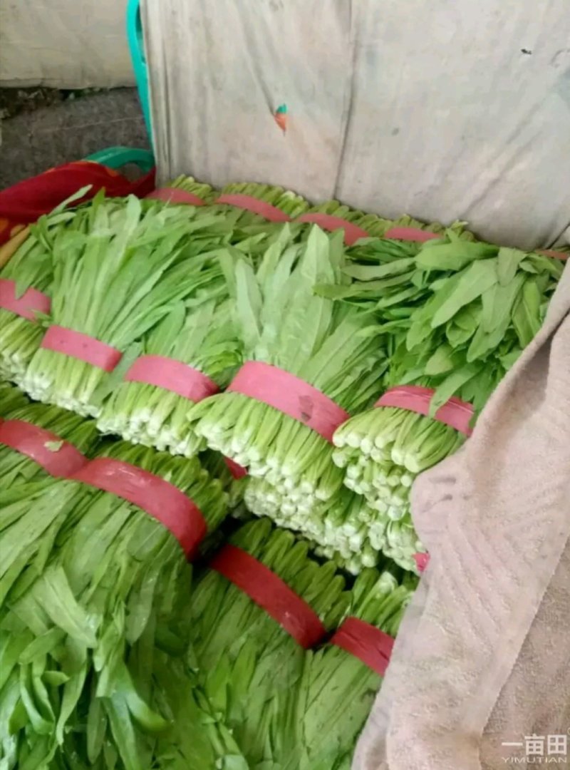 精品好油麦可提供超市，可以装框叶子绿，粗细跟。