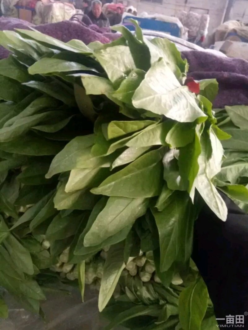 精品好油麦可提供超市，可以装框叶子绿，粗细跟。