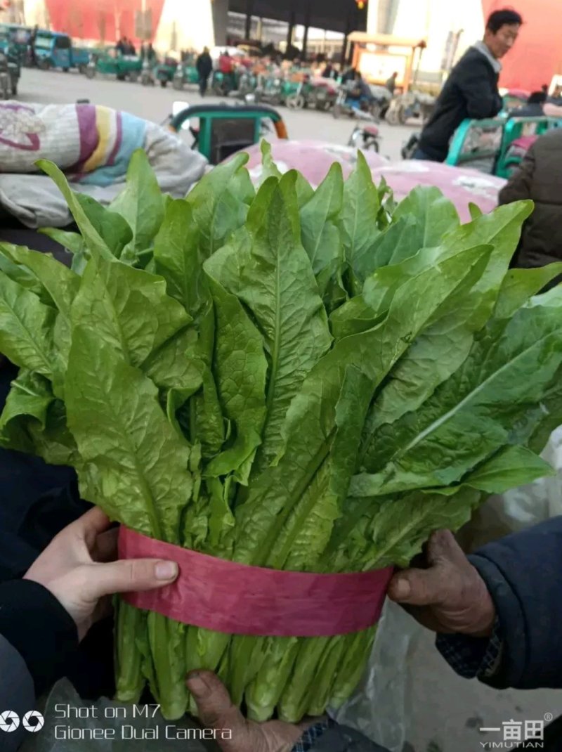 精品好油麦可提供超市，可以装框叶子绿，粗细跟。