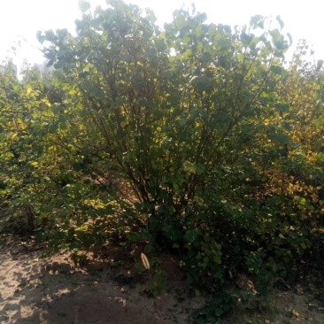 紫丁香,1-1.5米紫丁香,山西紫丁香,紫丁香价格