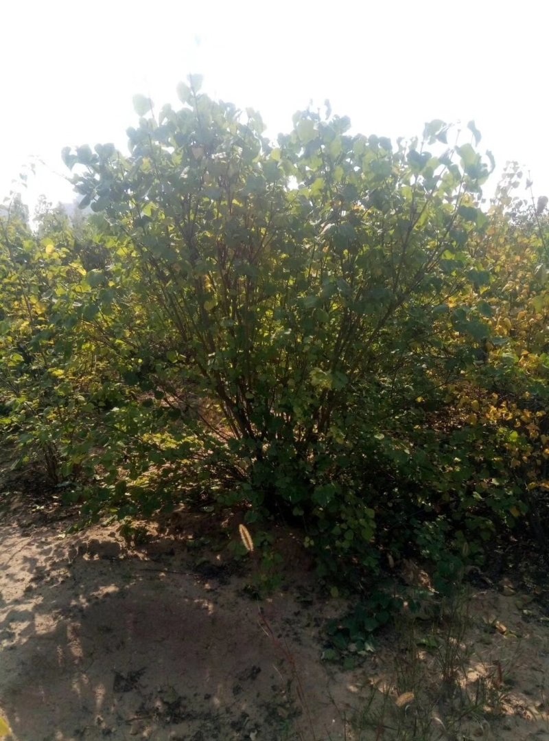 紫丁香，1-1.5米紫丁香，山西紫丁香，紫丁香价格
