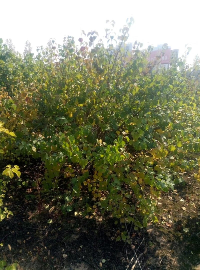 紫丁香，1-1.5米紫丁香，山西紫丁香，紫丁香价格