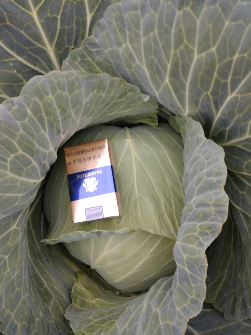 精品奥奇那，圆包菜，白菜产地一手货源质量保证量大从优