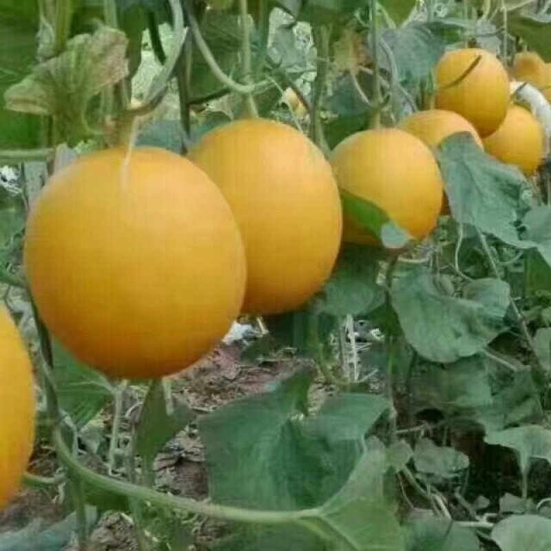 精品九红瑞，瑞红，供应量大，诚信瓜果蔬菜供应链，