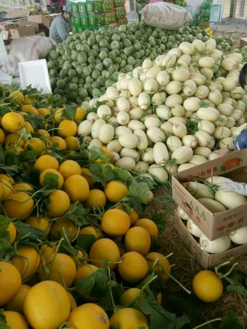 精品九红瑞，瑞红，供应量大，诚信瓜果蔬菜供应链，