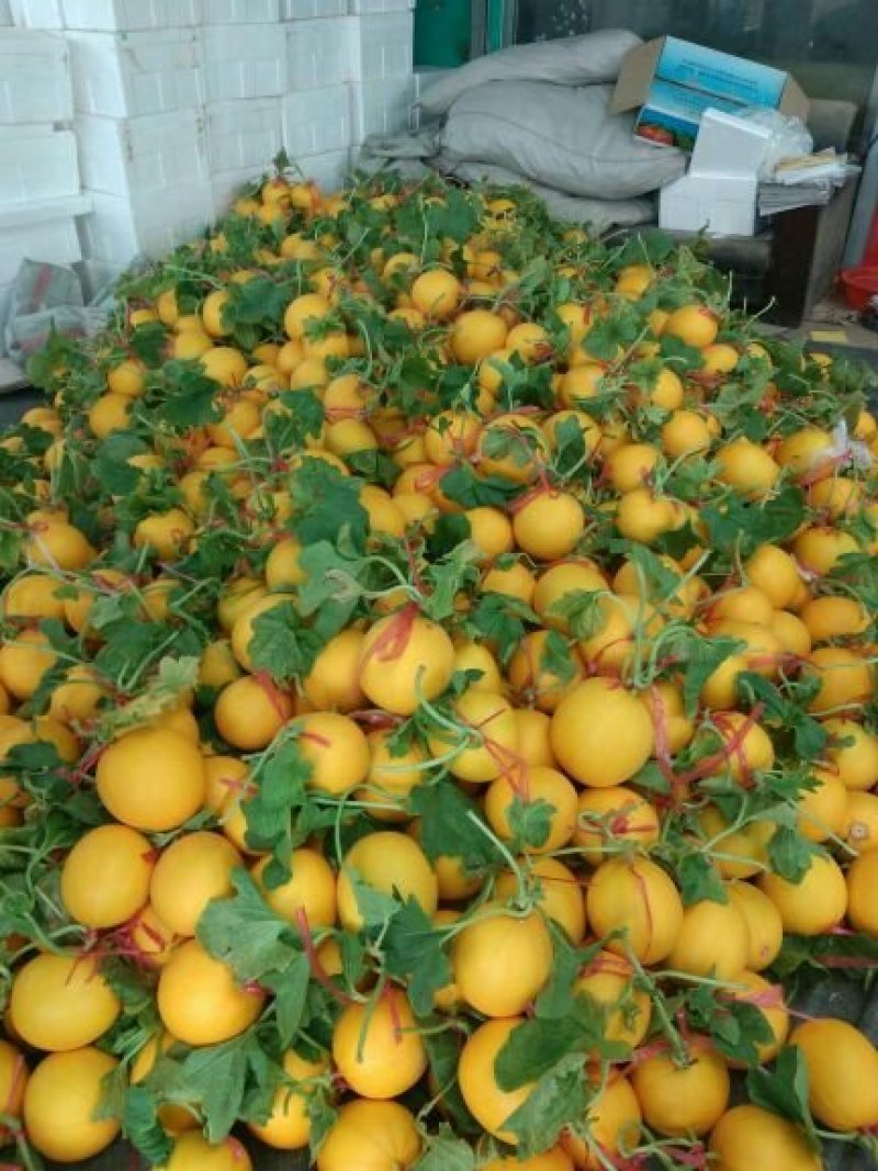 精品九红瑞，瑞红，供应量大，诚信瓜果蔬菜供应链，