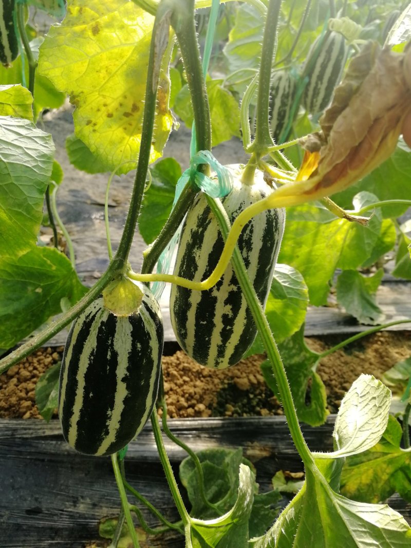 精品博洋九号供应中，诚信瓜果蔬菜供应链欢迎全国各地老板前