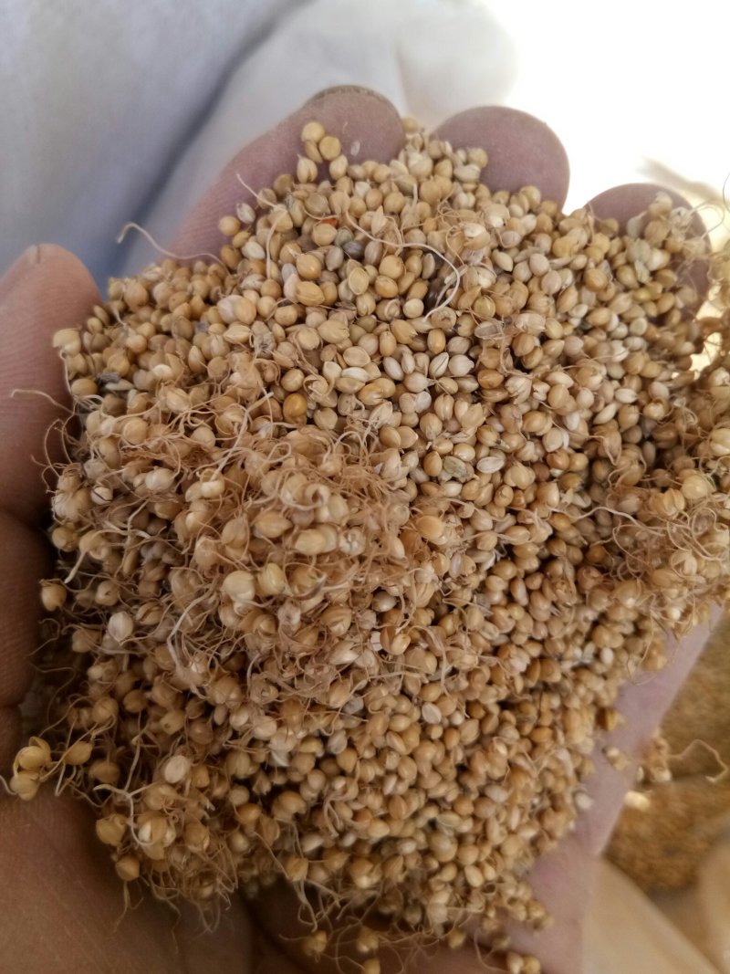 谷芽中药材新货干净无杂小米芽茶水