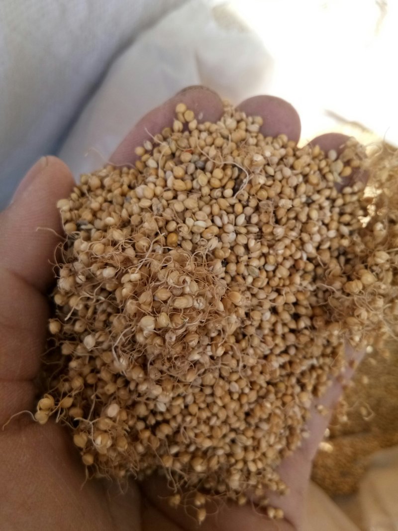 谷芽中药材新货干净无杂小米芽茶水