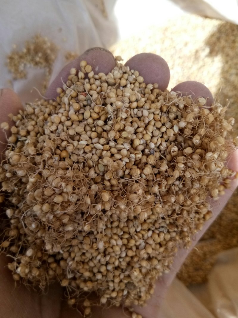 谷芽中药材新货干净无杂小米芽茶水
