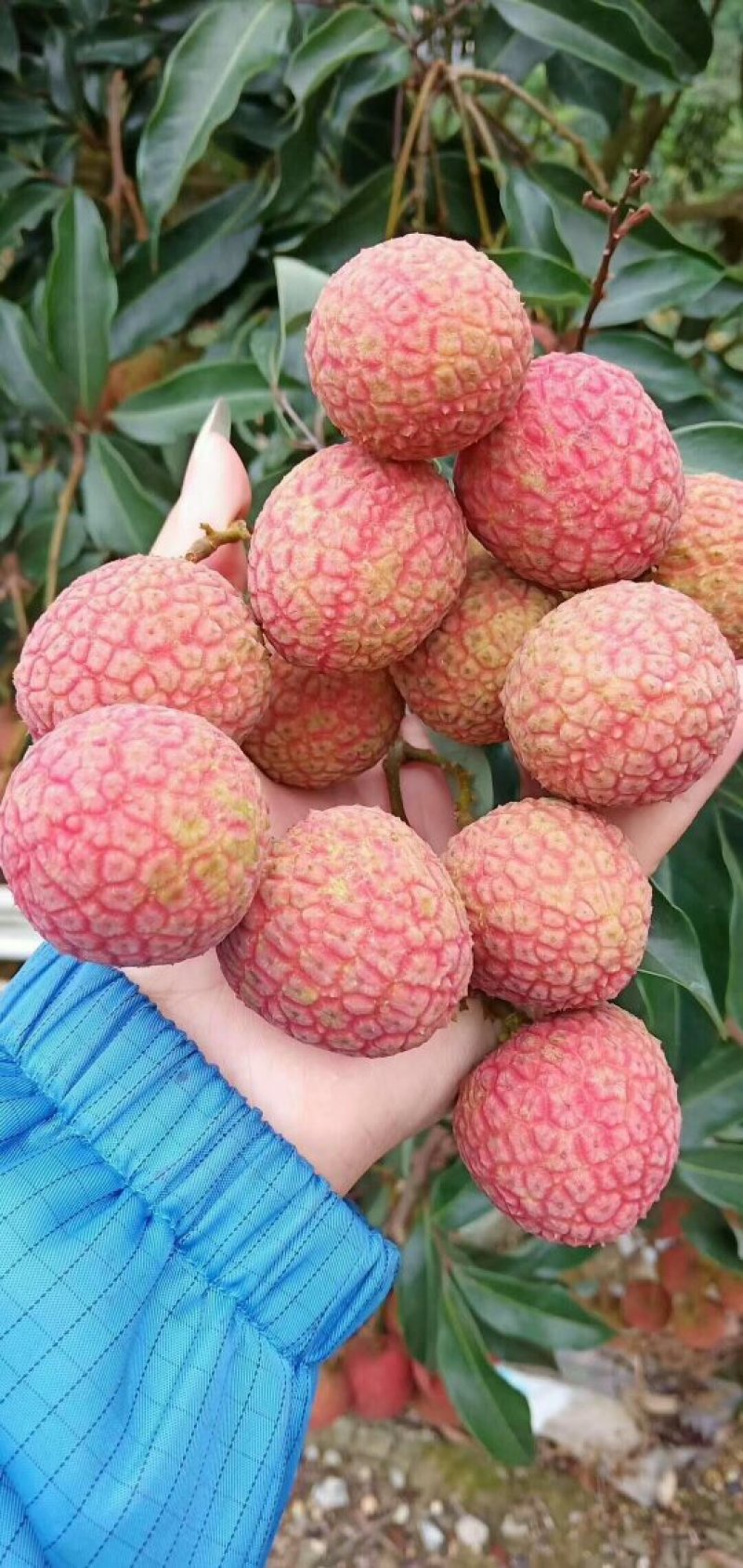 荔枝