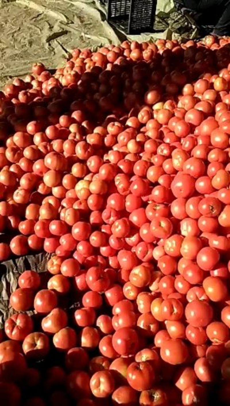 河北西红柿饶阳西红柿弧三以上冷棚精品产地直供