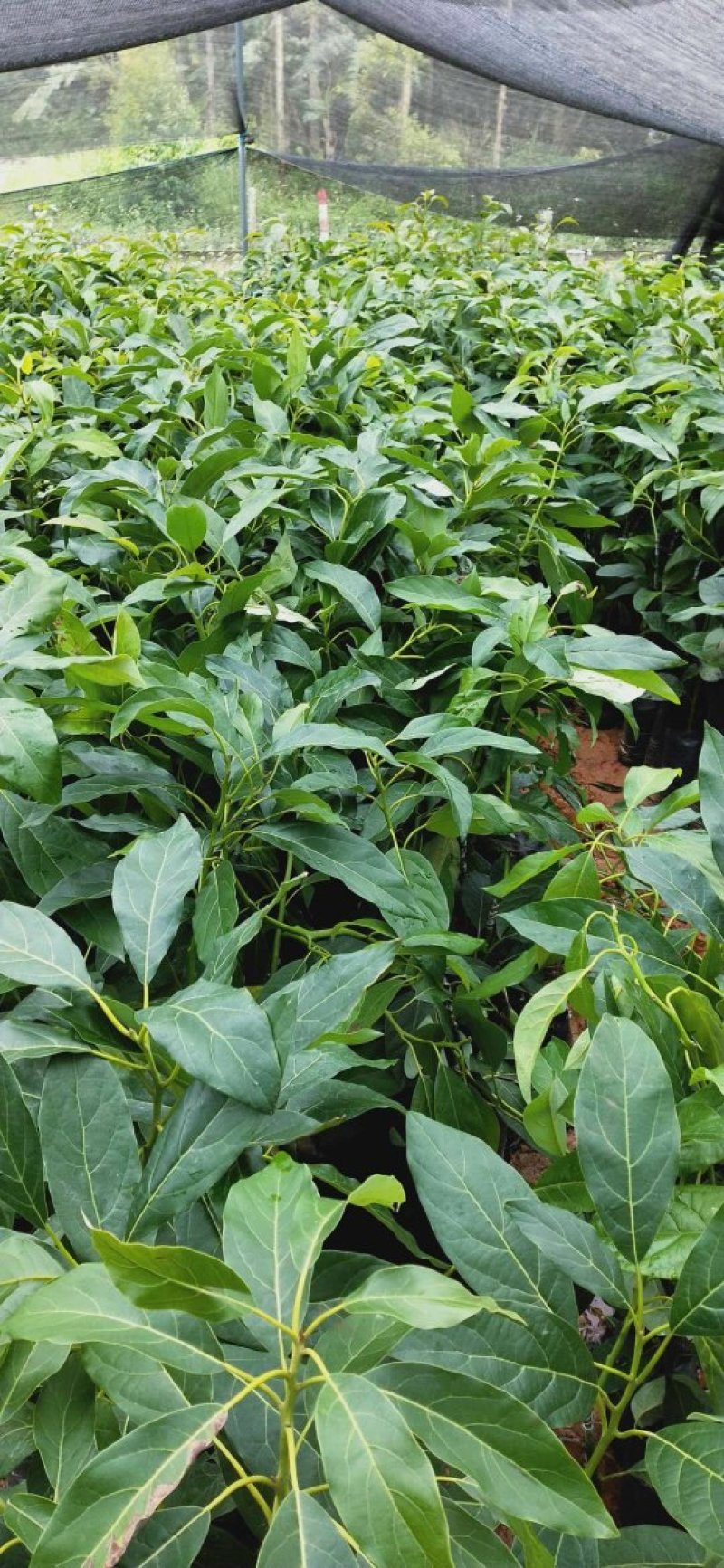 哈斯牛油果嫁接树苗南方种植墨西哥品种博恩带土发货