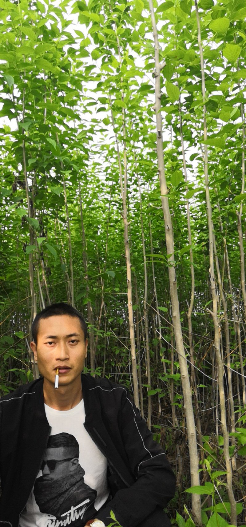 杜仲树苗