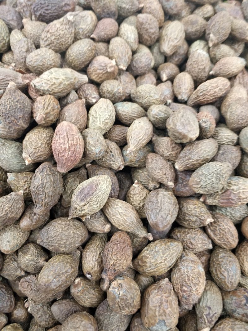 胖大海批发各种规格中药材，冷药材