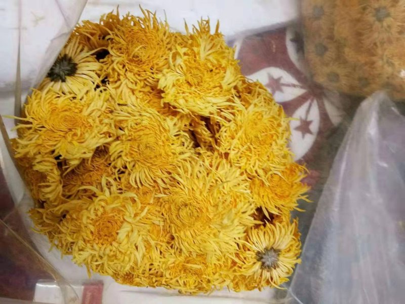金丝皇菊苗扦插苗婺源皇菊优质种苗大量供应