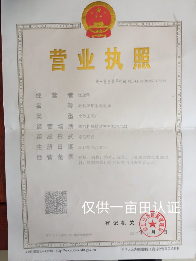 金丝皇菊苗扦插苗婺源皇菊优质种苗大量供应
