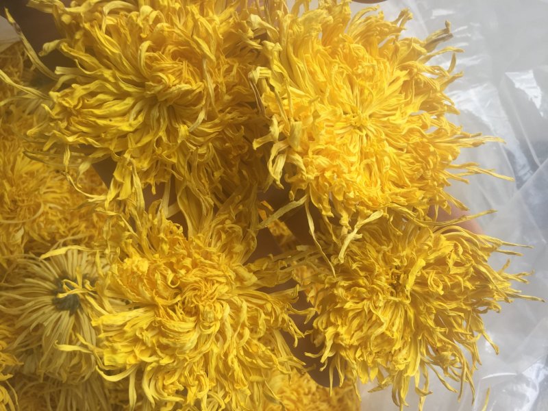 金丝皇菊苗扦插苗婺源皇菊优质种苗大量供应