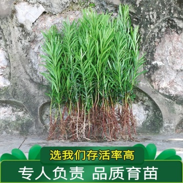 罗汉松小苗罗汉松小苗10棵起发货