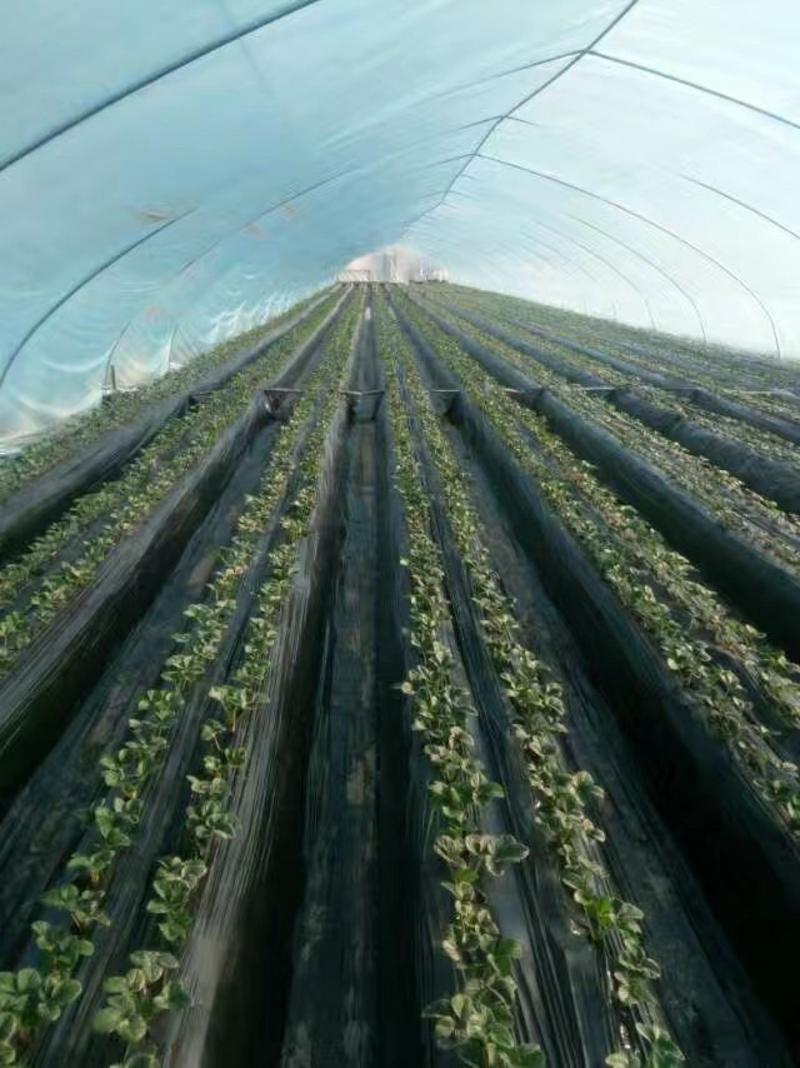 红颜草莓苗，产地直销，包成活包结果，专业技术团队指导