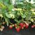 红颜草莓苗，产地直销，包成活包结果，专业技术团队指导