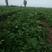 章姬草莓苗，1000亩育苗基地，26年种植经验包成活技术