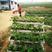 章姬草莓苗，1000亩育苗基地，26年种植经验包成活技术