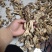野生羊肚菌