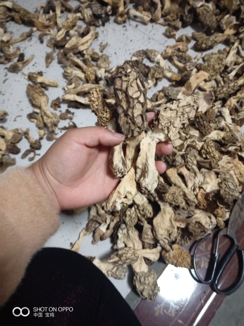 野生羊肚菌