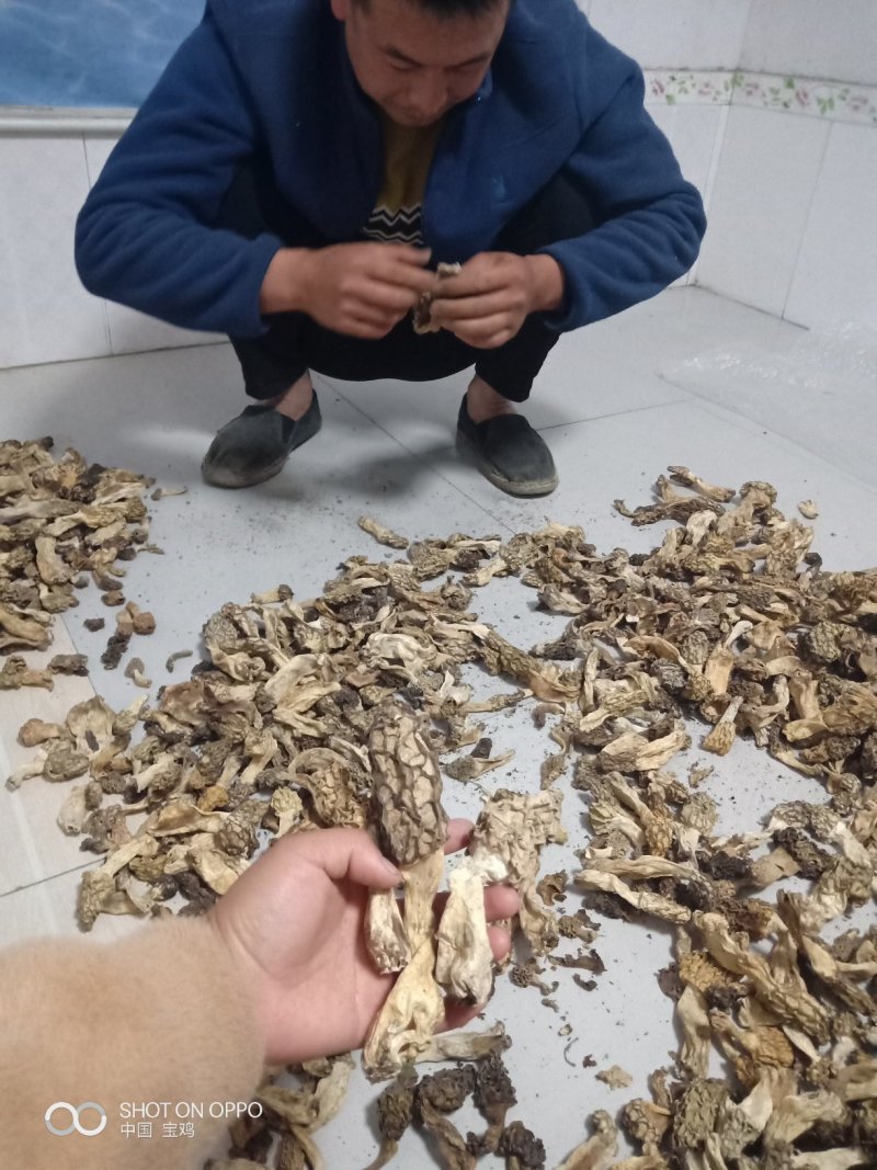 野生羊肚菌