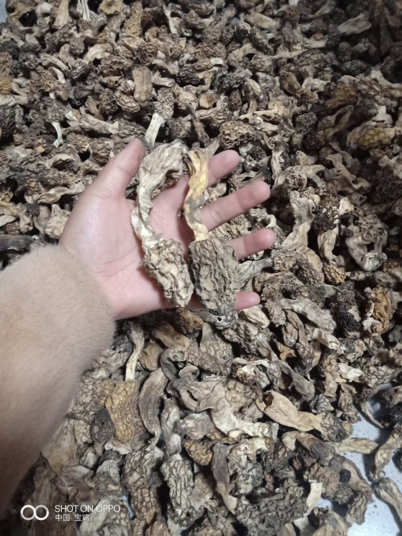 野生羊肚菌