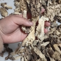 野生羊肚菌