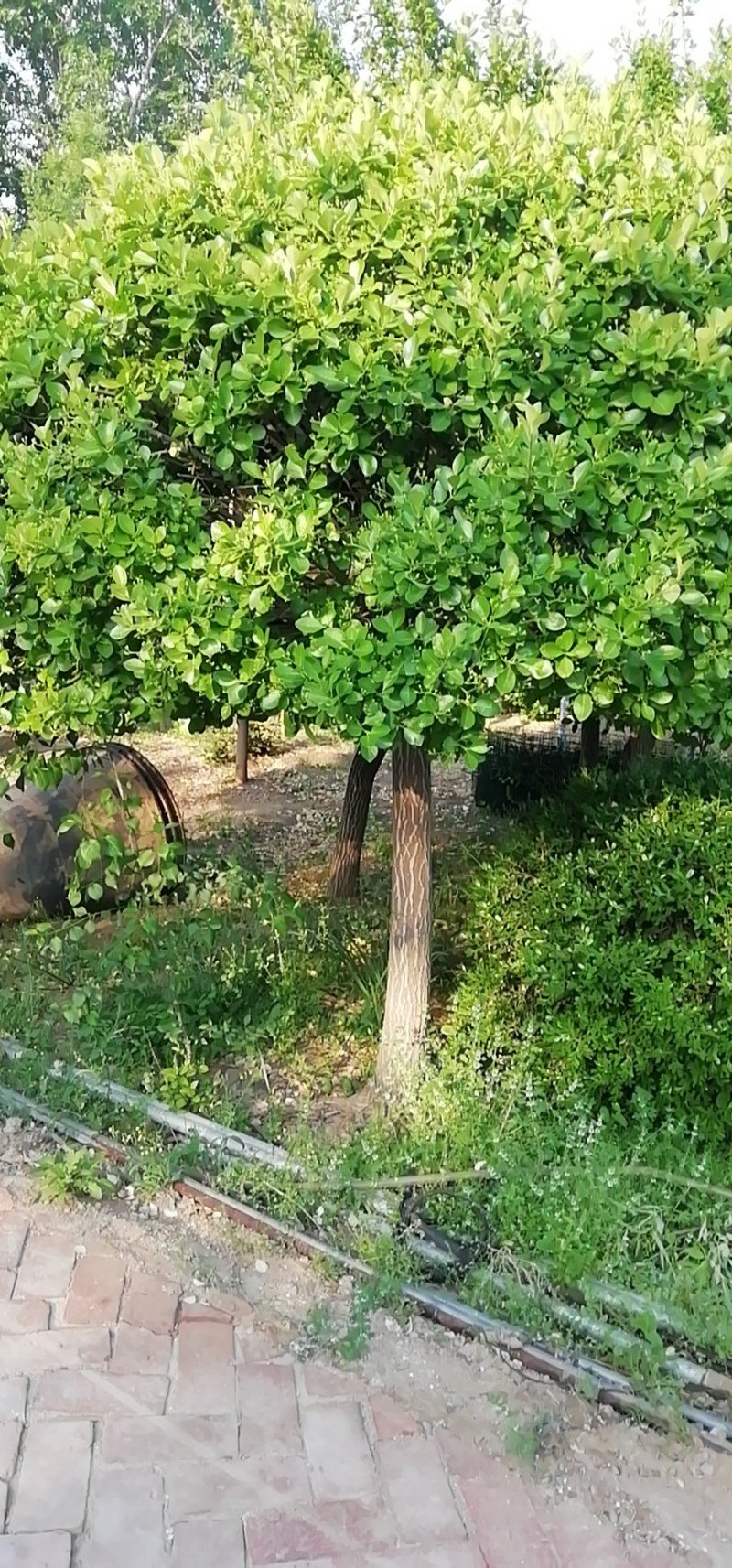 嫁接卫矛球