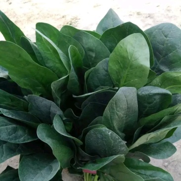 大叶菠菜可提供超市货叶子大