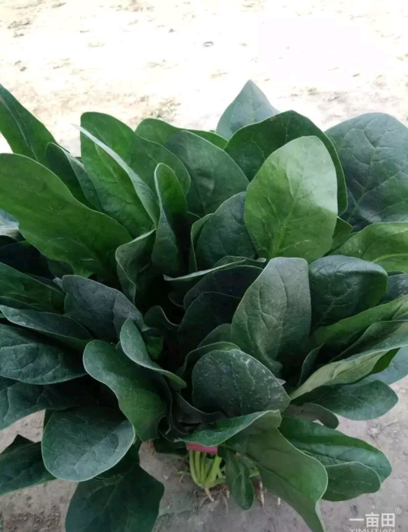 大叶菠菜可提供超市货叶子大