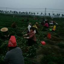 香野草莓苗，1000亩产地，26年种植经验，专业技术团队