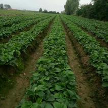 妙七草莓苗，1000亩育苗基地直销，包成活结果包技术指导