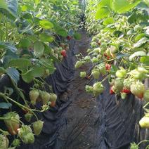 白雪公主草莓苗，1000亩育苗基地，26年种植经验，量大