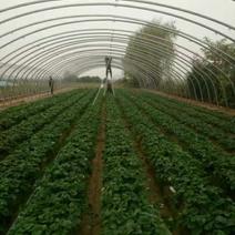 宁玉草莓苗，1000亩育苗示范田，26年草莓苗种植经验